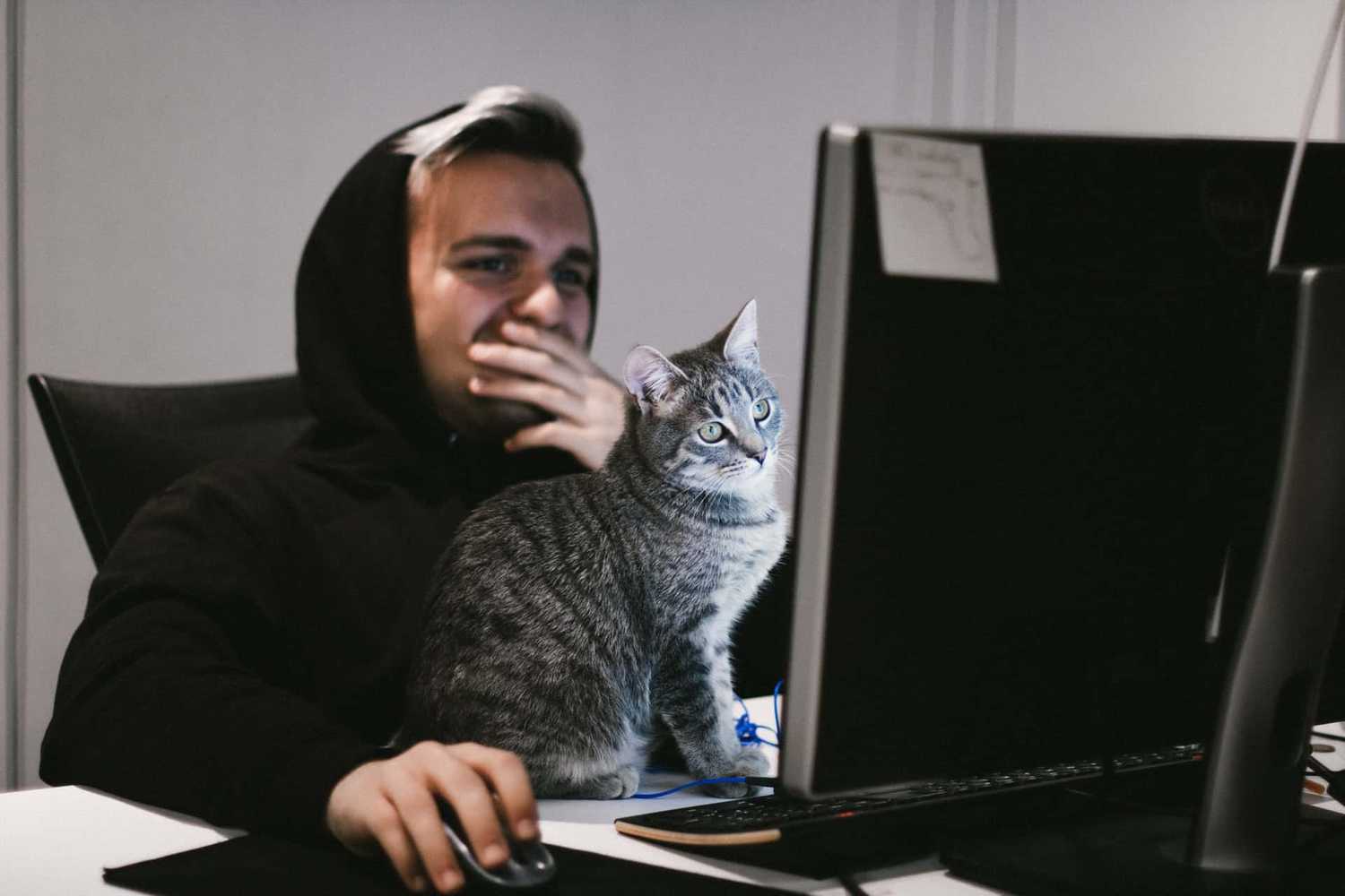 Person with cat sitting on top of desk at computer